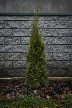 Thuja against the background of a cement block fence.