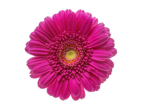 Vibrant fuchsia gerbera daisy flower, a beautiful botanical specimen isolated on a transparent background, perfect for spring and summer designs PNG