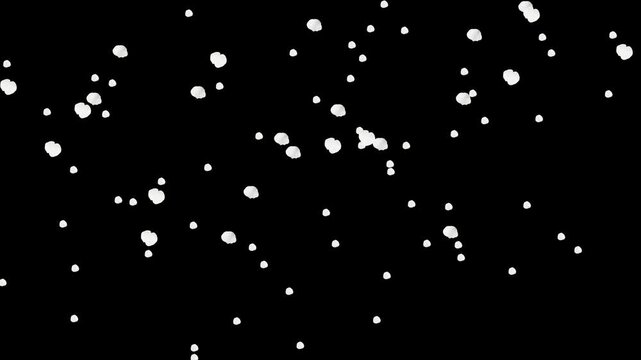 4k ひらひら舞う白梅の花びらのクロマキー素材(速め）