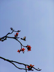 Obraz premium bird in tree