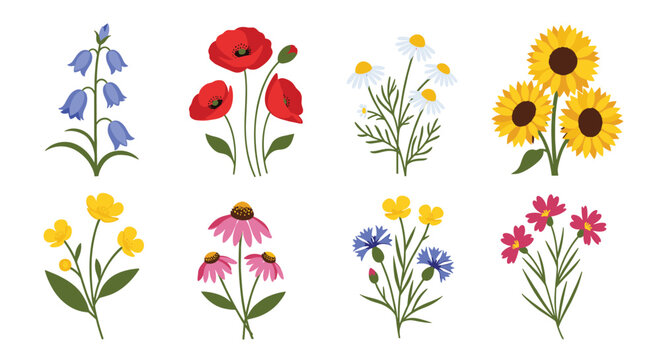 Collection of beautiful wildflower illustrations including poppies, sunflowers, daisies, and bluebells for nature and garden themes.
