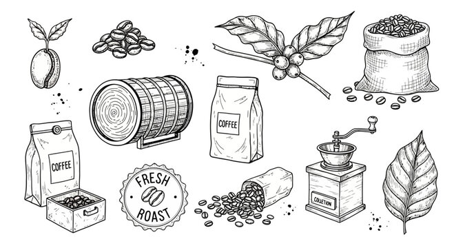 Coffee Beans and Brewing Illustration.