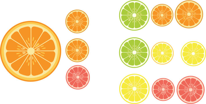 Citrus fruit slices collection vector illustration orange lemon lime grapefruit cross section set fresh juicy healthy food elements isolated on white background
