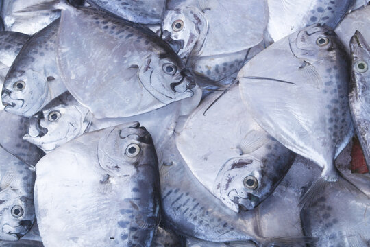 Raw razor moonfish as background