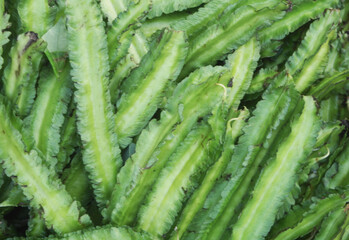 Fototapeta premium Many winged bean pods as background 