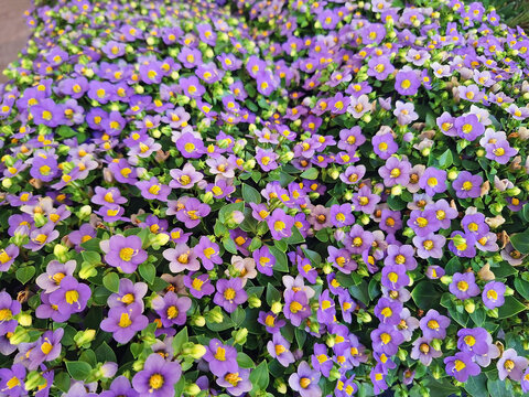 Background of violet flowers of Exacum affine or Persian violet.