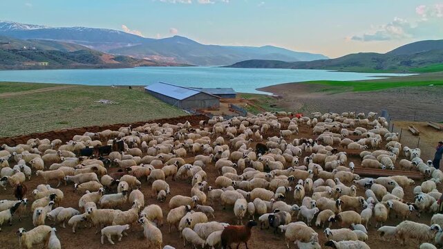 Drone view of a large sheep flock gathered in a rural farm pen by the lake, with barns, open fields and distant peaks creating an authentic pastoral landscape and livestock scene.