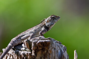 Obraz premium A close-up image of a garden lizard (Oriental garden lizard / Calotes versicolor) resting on a weathered tree stump with a smooth green blurred background. The reptile is captured in natural light, sh