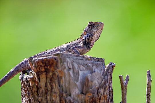 A close-up image of a garden lizard (Oriental garden lizard / Calotes versicolor) resting on a weathered tree stump with a smooth green blurred background. The reptile is captured in natural light, sh