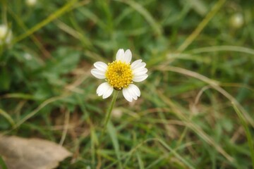 Obraz premium Beautiful white wildflower in a green nature meadow. Close-up of a flower with a soft spring background and summer sunlight.