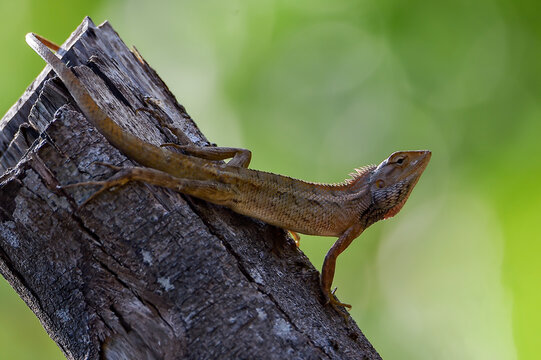 A close-up image of a garden lizard (Oriental garden lizard / Calotes versicolor) resting on a weathered tree stump with a smooth green blurred background. The reptile is captured in natural light, sh