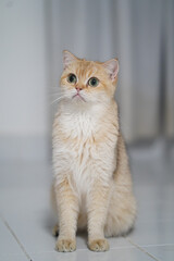 Fototapeta premium Cute cat green eye fluffy fur sitting on white tile floor looking up indoor relaxed domestic pet adorable soft light