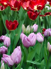 Fototapeta premium A cluster of vibrant purple tulips blooming in a lush green garden, capturing the essence of spring with soft pastel petals and natural lighting.