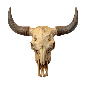 An old bull skull with large horns on display isolated on transparent background