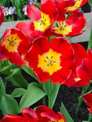 Naklejka premium A captivating garden bed overflowing with vibrant red tulips, beautifully contrasted against a background of blooming yellow tulips and fresh green foliage.