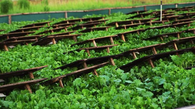 Snail farm with lush green plants growing in an outdoor heliciculture plantation for breeding edible snails