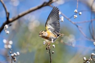 blue tit on branch © Bai