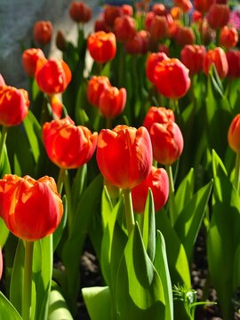 A captivating garden bed overflowing with vibrant red tulips, beautifully contrasted against a background of blooming yellow tulips and fresh green foliage.