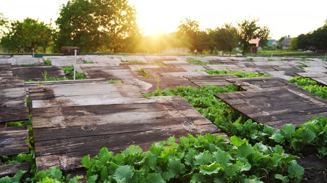 Snail farm with edible snails growing in wooden enclosures on a sunny rural landscape at sunset