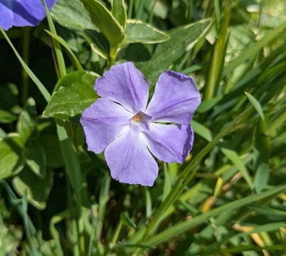 Vista de cerca de flor morada de hierba doncella (Vinca mayor) en jard&iacute;n de parque urbano