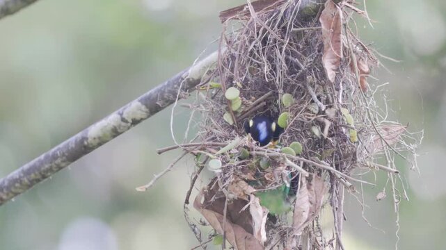The Most Beautiful Bird: Long-tailed Broadbill Building Its Nest