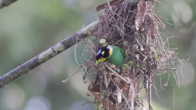 The Most Beautiful Bird: Long-tailed Broadbill Building Its Nest