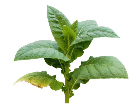 Vibrant green tobacco plant with broad, textured leaves, one showing early yellowing, isolated on a transparent background, botanical PNG