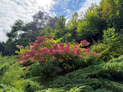 Hydrangea paniculata shrub in the park.