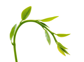 Obraz premium Vibrant young green plant shoot with fresh leaves and a gracefully curved stem, isolated on transparent background, symbolizing new growth PNG