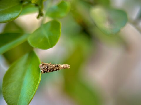 Macro photograph of a bagworm cocoon (case-bearing moth larva) attached to a green leaf, highlights the cocoon&rsquo;s textured, cone-shaped structure made from plant debris and silk, blending naturally wit