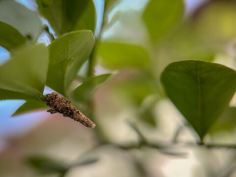 Macro photograph of a bagworm cocoon (case-bearing moth larva) attached to a green leaf, highlights the cocoon&rsquo;s textured, cone-shaped structure made from plant debris and silk, blending naturally wit
