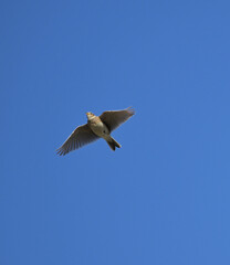 Śpiewający skowronek polny (Alauda arvensis) w locie na tle czystego, błękitnego nieba. © Joanna