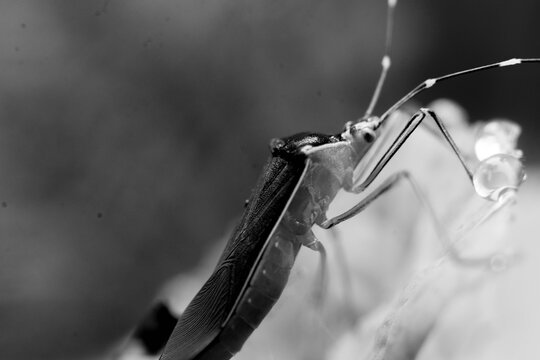 Macro photograph of the rice bug Oebalus poecilus