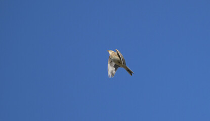 Śpiewający skowronek polny (Alauda arvensis) w locie na tle czystego, błękitnego nieba. © Joanna