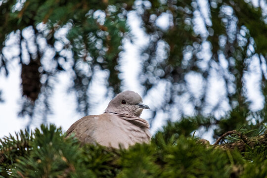 Eurasian collared dove nesting in spruce branches