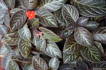 Fototapeta premium The ornamental plant Episcia cupreata or Fire Violet, has velvety textured leaves with a blackish bronze color and contrasting leaf veins, small, bright red, trumpet-shaped flowers