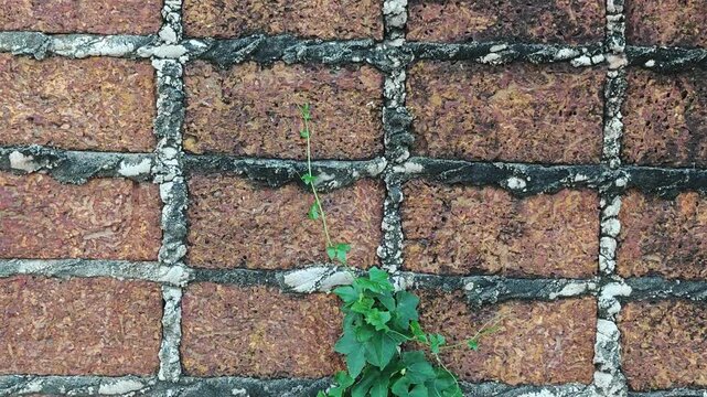 The ivy gourd vine climbs over the fence.