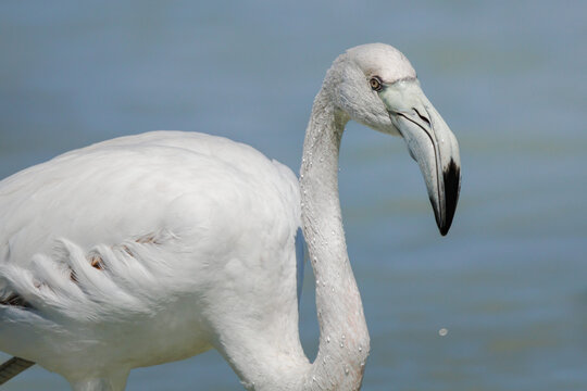 Primer plano de juvenil de flamenco com&uacute;n (Phoenicopterus roseus) con gotas de agua, Crevillent, Espa&ntilde;a