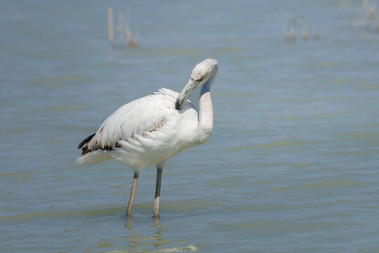 Juvenil de flamenco com&uacute;n (Phoenicopterus roseus) acical&aacute;ndose en el agua en El Hondo, Crevillent, Espa&ntilde;a