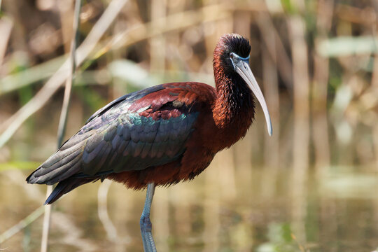 Primer plano de Morito Com&uacute;n mostrando plumaje iridiscente en El Hondo, Crevillent, Espa&ntilde;a