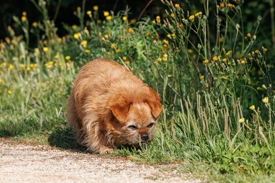 Perro husmeando en la hierba alta con riesgo de pulgas y garrapatas en primavera
