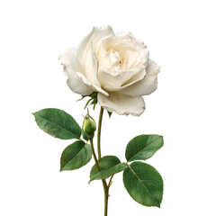 Fototapeta premium A white rose with green leaves and stem isolated on transparent background