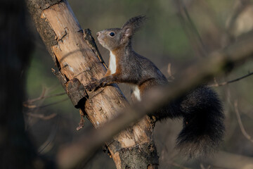 Obraz premium Squirrel on a tree.
