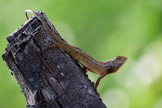 A close-up image of a garden lizard (Oriental garden lizard / Calotes versicolor) resting on a weathered tree stump with a smooth green blurred background. The reptile is captured in natural light, sh
