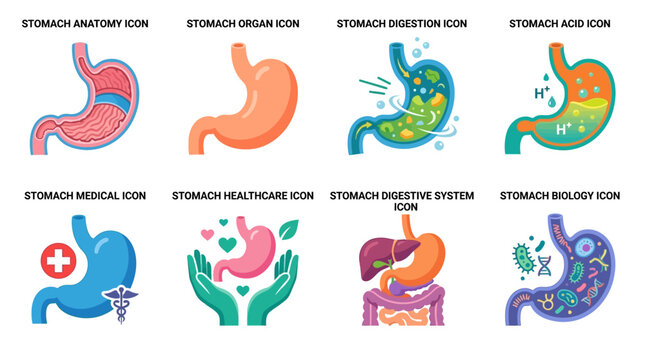 A vector illustration of the human stomach anatomy with digestive system and healthcare icons showing various stomach related concepts.
