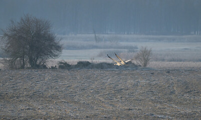 Dwie gęgawy (Anser anser), dzikie gęsi w locie nad mglistą łąką o poranku – dzika przyroda Polski. © Joanna