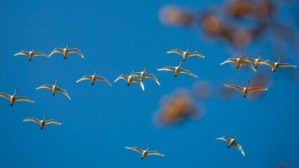 Fototapeta premium bee on a blue sky