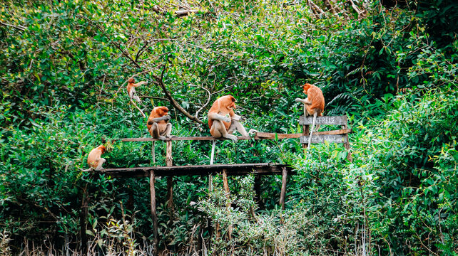 A group of proboscis monkeys (Nasalis larvatus) sitting on a wooden platform in South Kalimantan jungle.