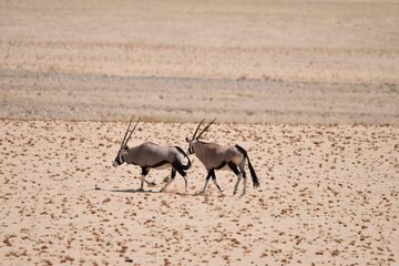 antelope in the desert © Charlie