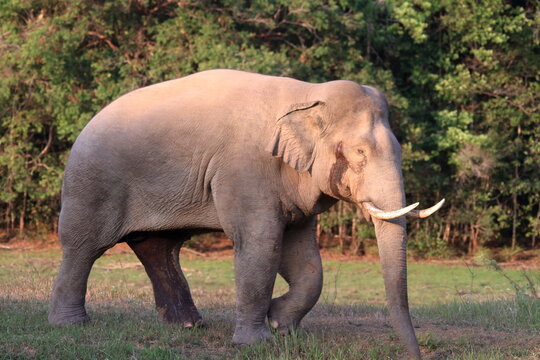 A rare and powerful sighting of a mature wild Asian bull elephant (Tusker) in the state of Musth. Observe the visible secretion from the tempo, a sign of heightened testosterone and dominance. 